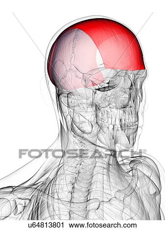 Head muscle, artwork View Large Illustration Clip Art - Head muscle, artwork. Fotosearch