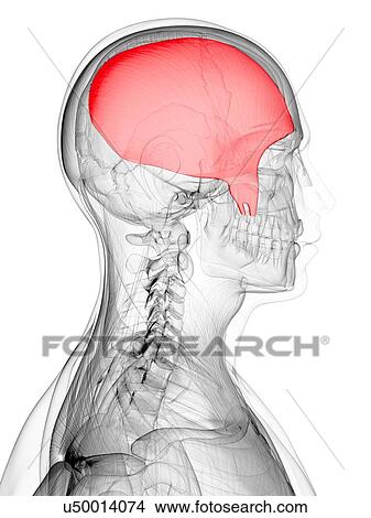 Head muscle, artwork View Large Illustration Stock Illustration - Head muscle, artwork. Fotosearch