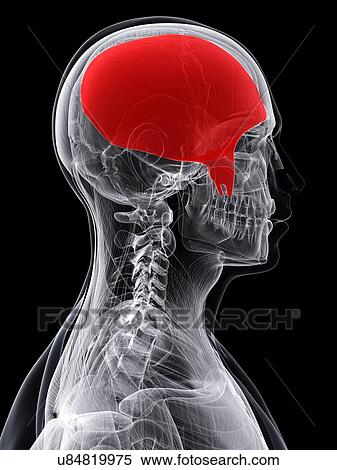 Stock Illustration - Head muscle, artwork. Fotosearch