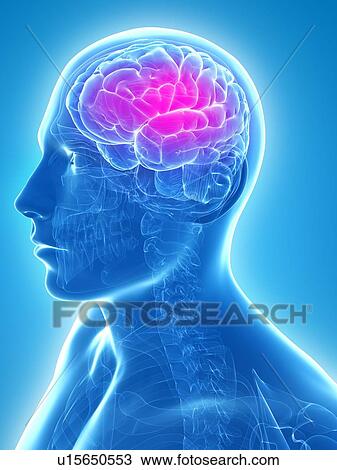 Headache, conceptual artwork View Large Illustration Drawing - Headache, conceptual artwork. Fotosearch