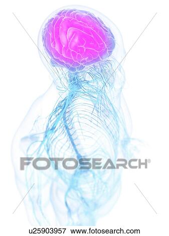 Headache, conceptual artwork View Large Illustration Stock Illustration - Headache, conceptual artwork. Fotosearch