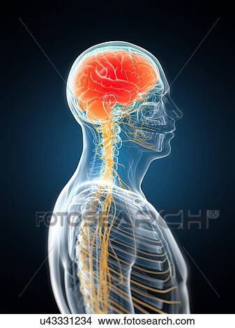 Headache, conceptual artwork View Large Illustration Stock Illustration - Headache, conceptual artwork. Fotosearch