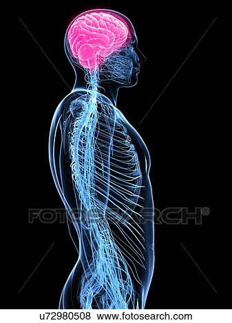 Headache, conceptual artwork View Large Illustration Stock Illustration - Headache, conceptual artwork. Fotosearch