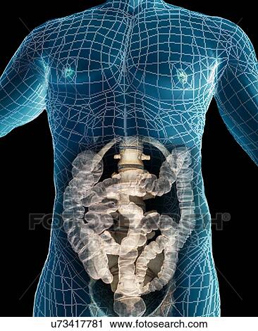 Clip Art - Healthy abdomen, 3D CT scan. Fotosearch
