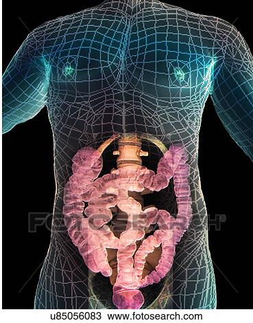 Healthy abdomen, 3D CT scan View Large Illustration Drawing - Healthy abdomen, 3D CT scan. Fotosearch