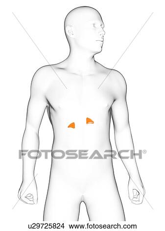 Stock Illustration - Healthy adrenal glands, artwork. Fotosearch