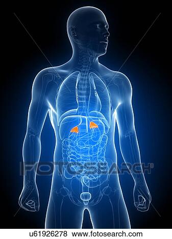 Stock Illustration - Healthy adrenal glands, artwork. Fotosearch