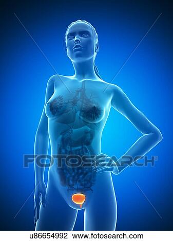 Drawing - Healthy bladder, artwork. Fotosearch