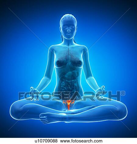 Stock Illustration - Healthy bladder, artwork. Fotosearch