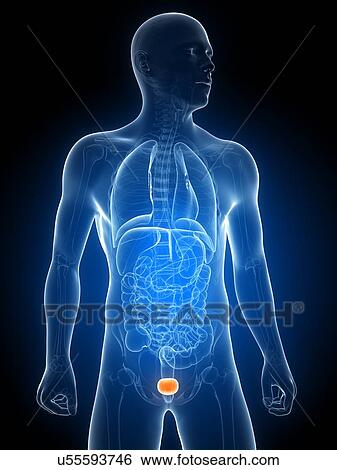 Healthy bladder, artwork View Large Illustration Stock Illustration - Healthy bladder, artwork. Fotosearch