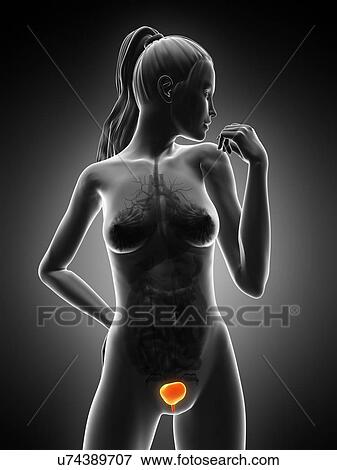 Stock Illustration - Healthy bladder, artwork. Fotosearch