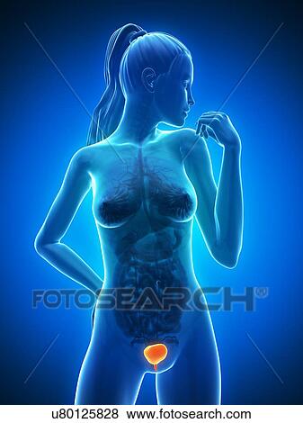 Healthy bladder, artwork View Large Illustration Stock Illustration - Healthy bladder, artwork. Fotosearch