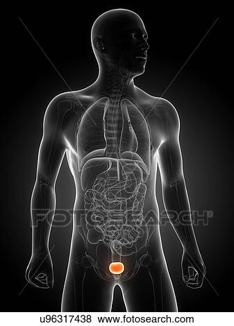 Healthy bladder, artwork View Large Illustration Stock Illustration - Healthy bladder, artwork. Fotosearch