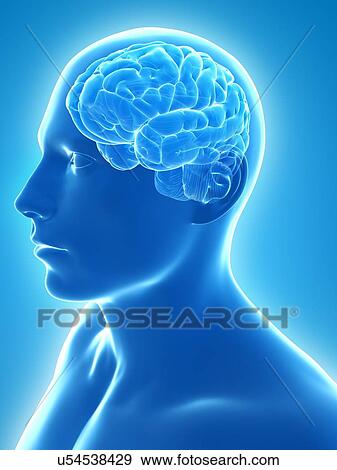 Stock Illustration - Healthy brain, artwork. Fotosearch