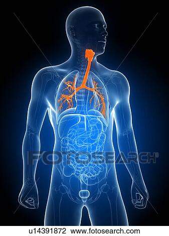Healthy bronchi, artwork View Large Illustration Drawing - Healthy bronchi, artwork. Fotosearch
