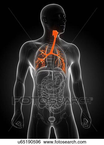 Healthy bronchi, artwork View Large Illustration Stock Illustration - Healthy bronchi, artwork. Fotosearch