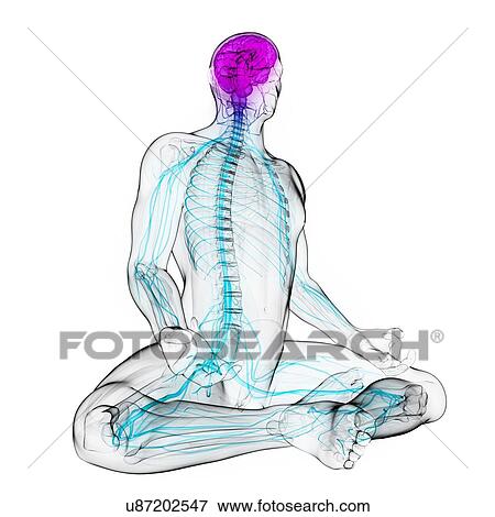 Stock Illustration - Healthy central nervous system, artwork. Fotosearch