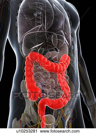 Healthy colon, artwork View Large Illustration Clip Art - Healthy colon, artwork. Fotosearch