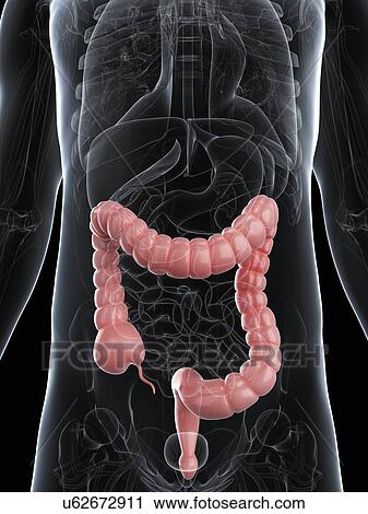 Healthy colon, artwork View Large Illustration Clip Art - Healthy colon, artwork. Fotosearch