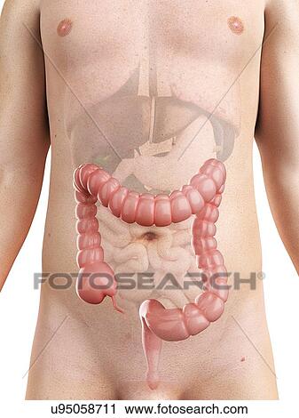 Healthy colon, artwork View Large Illustration Clip Art - Healthy colon, artwork. Fotosearch