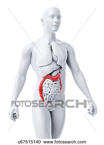 Healthy colon, artwork View Large Illustration Clipart - Healthy colon, artwork. Fotosearch
