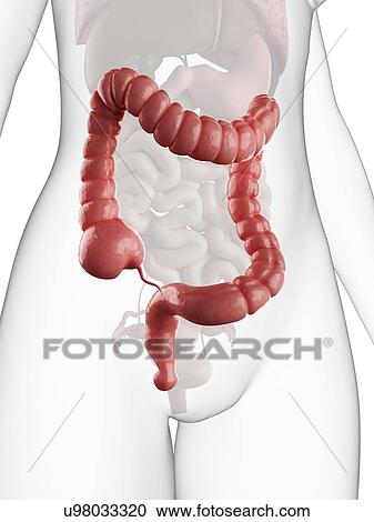 Clipart - Healthy colon, artwork. Fotosearch