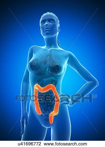 Drawing - Healthy colon, artwork. Fotosearch