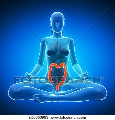 Healthy colon, artwork View Large Illustration Drawing - Healthy colon, artwork. Fotosearch