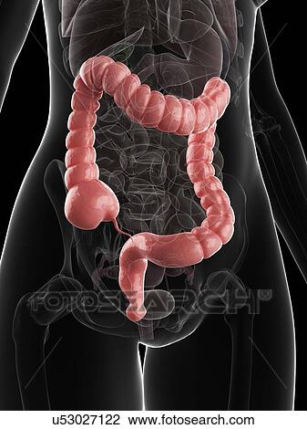 Drawing - Healthy colon, artwork. Fotosearch