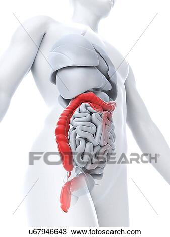 Drawing - Healthy colon, artwork. Fotosearch