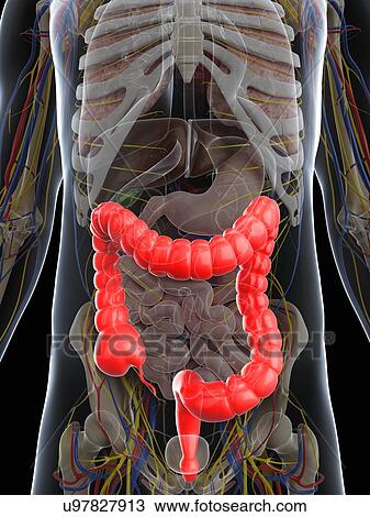 Healthy colon, artwork View Large Illustration Drawing - Healthy colon, artwork. Fotosearch