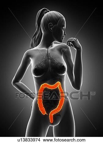 Stock Illustration - Healthy colon, artwork. Fotosearch