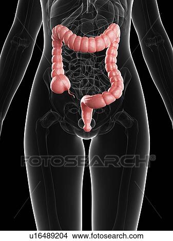 Stock Illustration - Healthy colon, artwork. Fotosearch