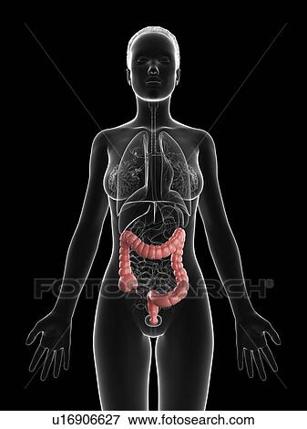 Stock Illustration - Healthy colon, artwork. Fotosearch