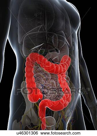 Stock Illustration - Healthy colon, artwork. Fotosearch