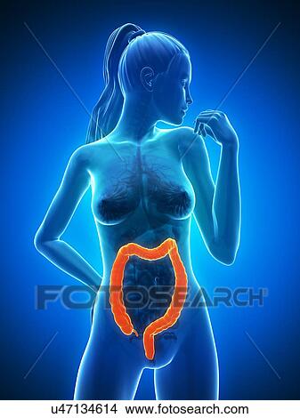 Stock Illustration - Healthy colon, artwork. Fotosearch