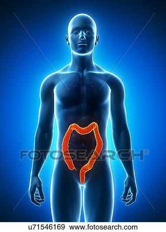 Healthy colon, artwork View Large Illustration Stock Illustration - Healthy colon, artwork. Fotosearch