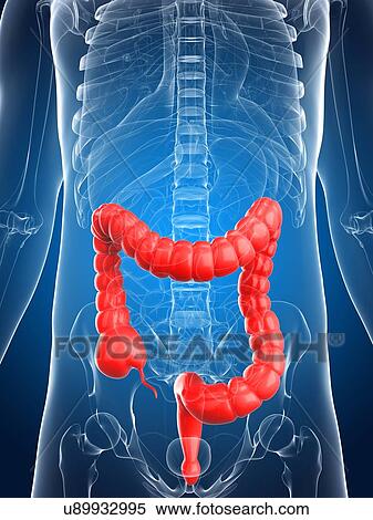 Stock Illustration - Healthy colon, artwork. Fotosearch