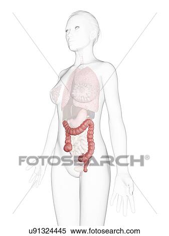 Stock Illustration - Healthy colon, artwork. Fotosearch