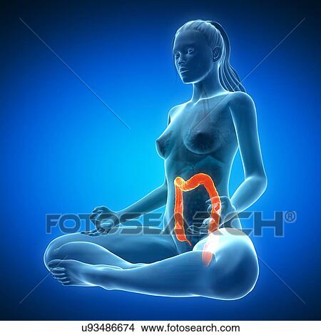 Stock Illustration - Healthy colon, artwork. Fotosearch
