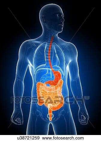 Stock Illustration - Healthy digestive system, artwork. Fotosearch