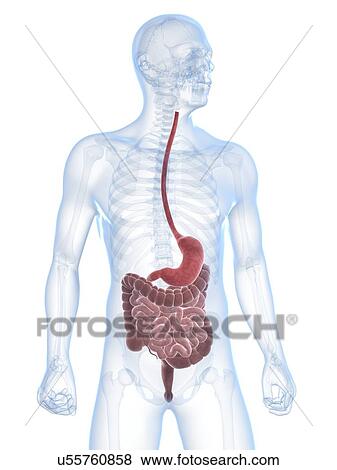 Healthy digestive system, artwork View Large Illustration Stock Illustration - Healthy digestive system, artwork. Fotosearch