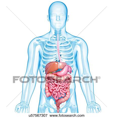 Healthy digestive system, artwork View Large Illustration Stock Illustration - Healthy digestive system, artwork. Fotosearch