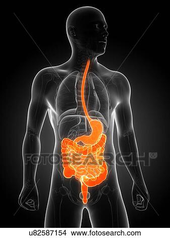 Healthy digestive system, artwork View Large Illustration Stock Illustration - Healthy digestive system, artwork. Fotosearch