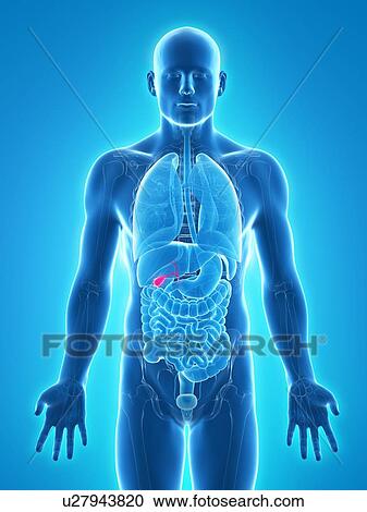 Healthy gallbladder, artwork View Large Illustration Clipart - Healthy gallbladder, artwork. Fotosearch
