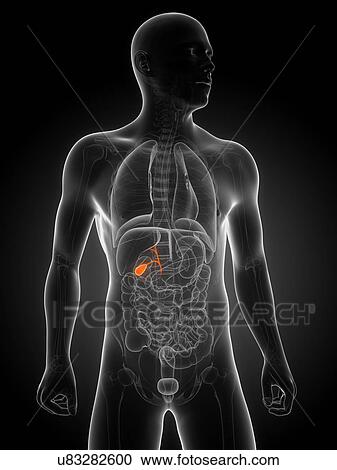 Healthy gallbladder, artwork View Large Illustration Clipart - Healthy gallbladder, artwork. Fotosearch