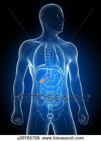Healthy gallbladder, artwork View Large Illustration Stock Illustration - Healthy gallbladder, artwork. Fotosearch
