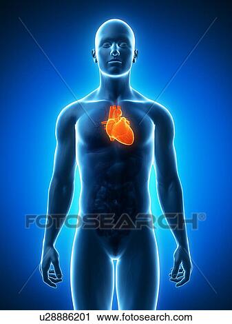 Clip Art - Healthy heart, artwork. Fotosearch