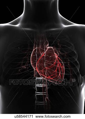 Healthy heart, artwork View Large Illustration Clip Art - Healthy heart, artwork. Fotosearch
