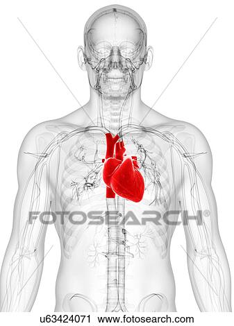 Clip Art - Healthy heart, artwork. Fotosearch